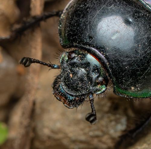 Réf. 351 993 : Trypocopris pyrenaeus